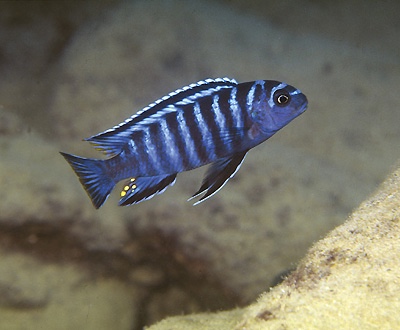 Tropheops sp. 'elongatus metangula' Nkolongwe